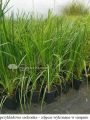 Trawa pampasowa WHITE PLUME