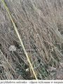 Ligustr pospolity 120 cm