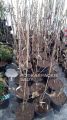 Magnolia SOULANGEANA