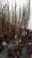 Magnolia WOODSMAN