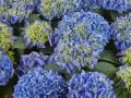 Hortensja 'Saxon Candy Heart Blue'