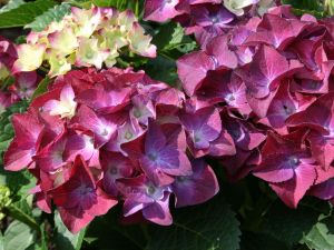 Hortenzia záhradná HOT RED PURPLE