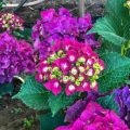 Hortensja Ogrodowa HOT RED PURPLE
