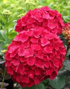 Záhradná hortenzia ROYAL RED