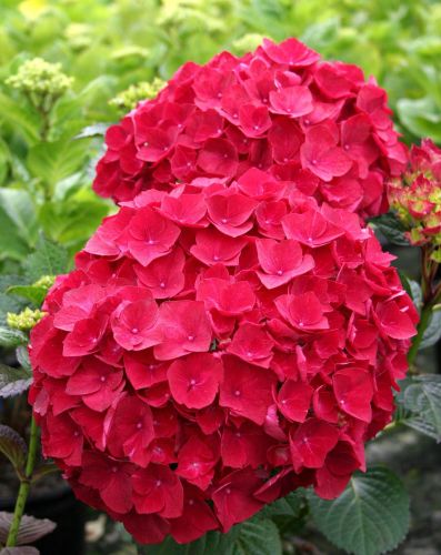 Záhradná hortenzia ROYAL RED