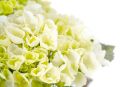 Hortensja Ogrodowa Saxon Bright White