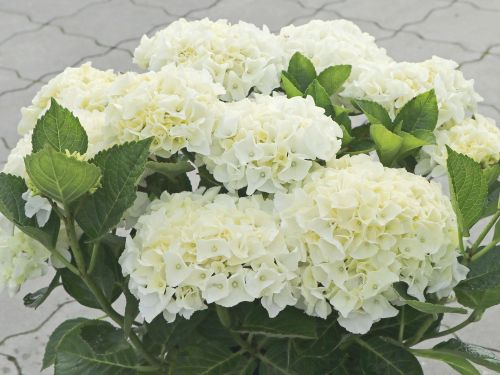 Záhradná hortenzia SAXON BRIGHT WHITE