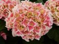 Hortensja Ogrodowa 'Candy Heart Pink'