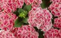 Hortensja Ogrodowa 'Candy Heart Pink'