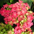 Hortensja Ogrodowa 'Curly Sparkle Hot Pink'