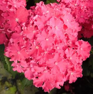 Záhradná hortenzia CURLY SPARKLE HOT PINK