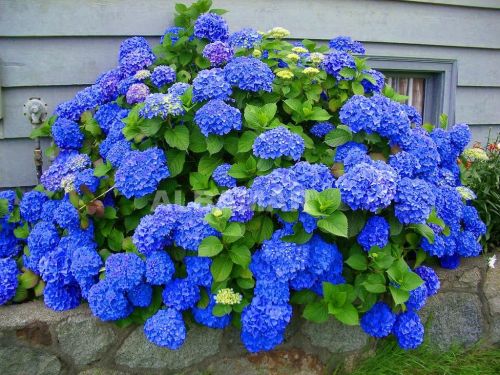 Hortenzia záhradná EARLY BLUE