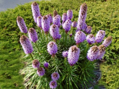 Liatra klasnatá FLORISTAN VIOLET
