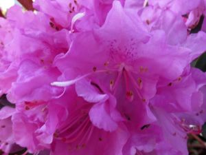 Rododendron P.J.M ELITE