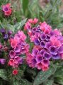 Miodunka 'Raspberry Splash'