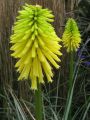 Trytoma 'Bees Lemon'