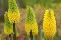 Trytoma 'Bees Lemon'