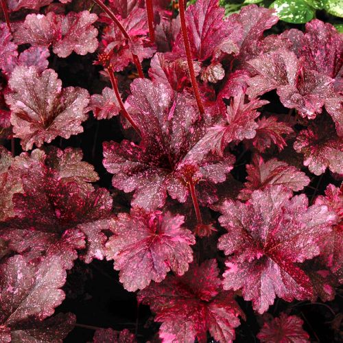 Heuchera MIDNIGHT ROSE 