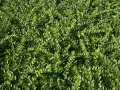 Suchodrzew Chiński 'Moss Green'