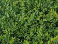 Suchodrzew Chiński 'Moss Green'