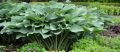Funkia HOSTA zielono srebrna