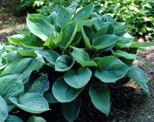 Hosta zeleno-strieborný