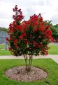 Lagerstroemia RED IMPERATOR