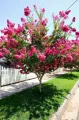 Lagerstroemia RED IMPERATOR