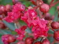 Lagerstroemia RED IMPERATOR