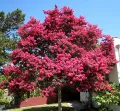 Lagerstroemia RED IMPERATOR