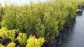 Thuja Kórnik