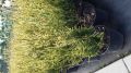 Żywotnik Zachodni thuja AUREOSPICATA 50-70cm