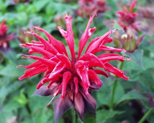 Monarda CAMBRIDGE SCARLET 