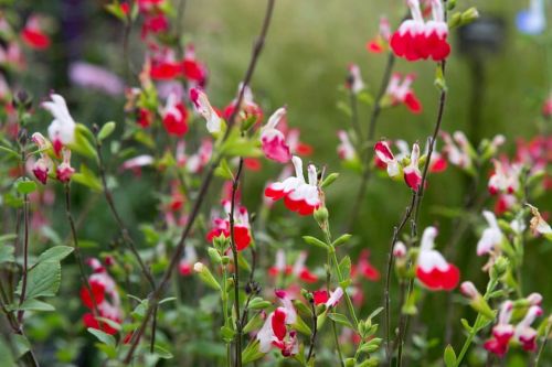 Šalvia HOT LIPS