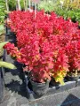 Berberys Ruby Star