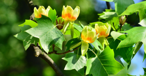 Americký tulipánovník
