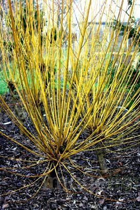 Vŕba YELLOW FLAME 