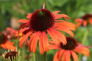 Echinacea purpurea LOKATA ORANGE