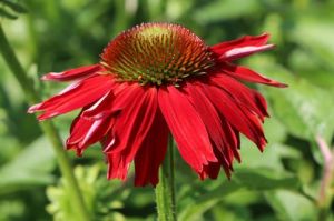 Echinacea purpurea LOKATA RED