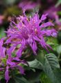 Monarda BALMY LILAC - Pysznogłówka dwoista
