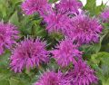 Monarda BALMY LILAC - Pysznogłówka dwoista