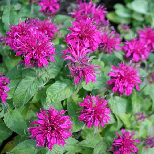 Monarda BALMY PURPLE- pyžmovka