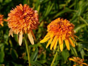Echinacea  Marmalade