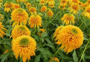 Echinacea  Secret Glow