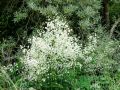 Rutewka Splendide white