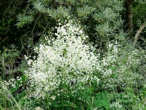 Ruta  Splendide White