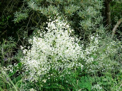 Ruta  Splendide White