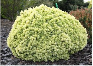 Smrek biely DENDROFARMA GOLD 