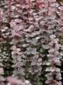 Berberys Thunberga 'Chocolate Summer'