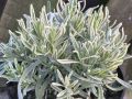 Lavenda Platinium Blonde